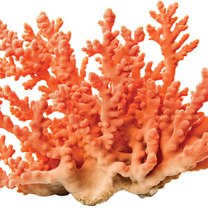 Coral Alnor